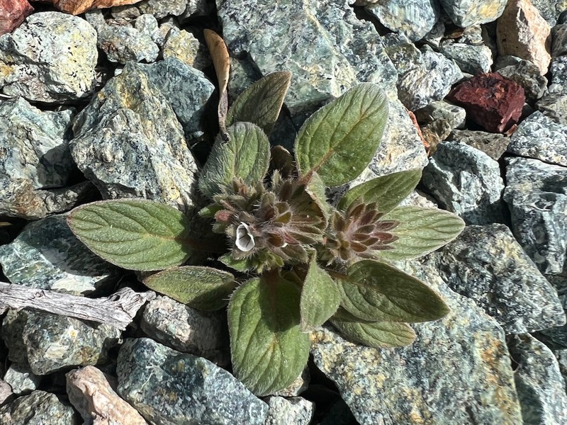 Mt. Diablo Phacelia photo 4