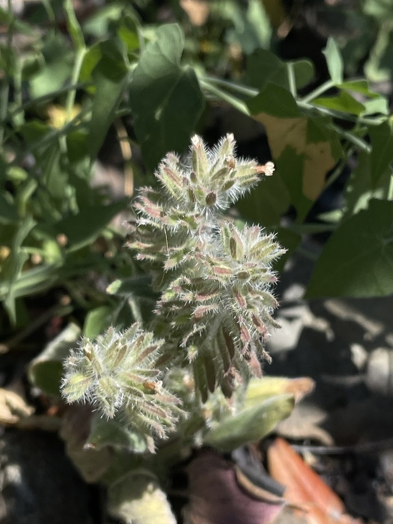 Mt. Diablo Phacelia photo 5