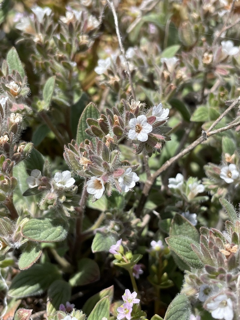 Mt. Diablo Phacelia photo 6