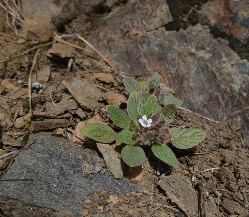 Mt. Diablo Phacelia photo 7