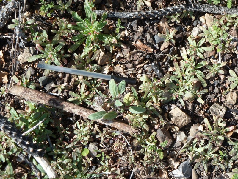 Mt. Diablo Phacelia photo 8