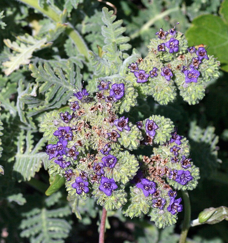 Phacelia phyllomanica photo 2