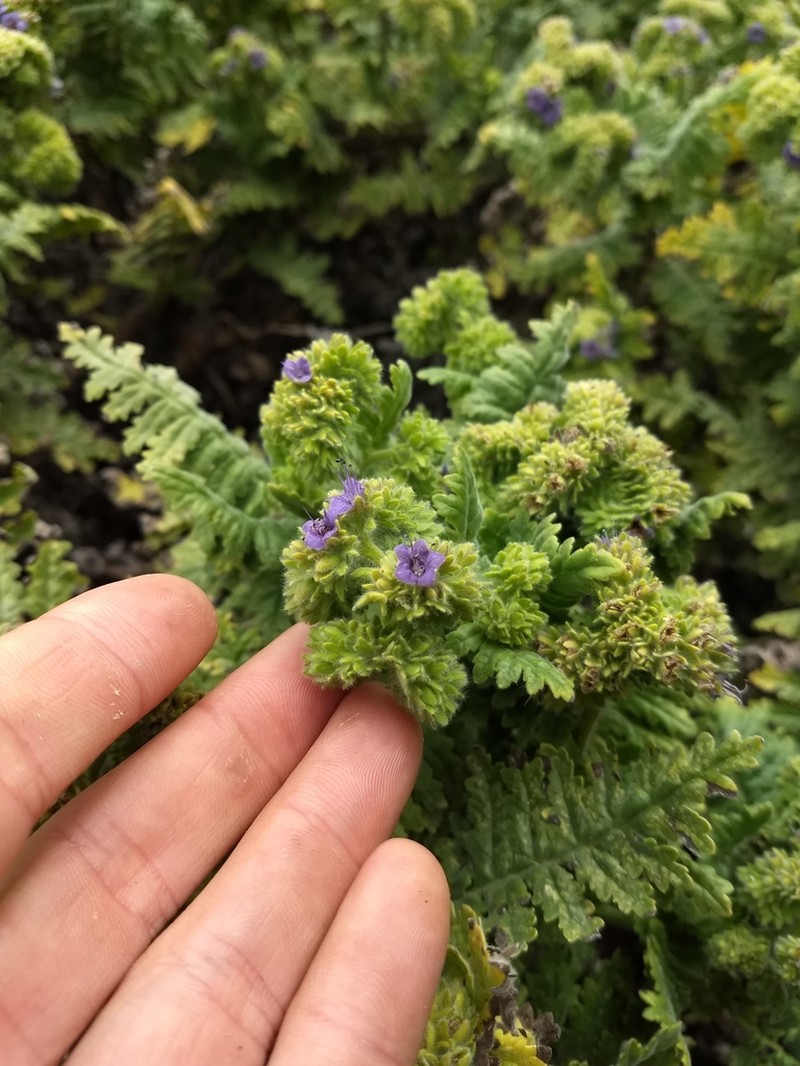 Phacelia phyllomanica photo 3