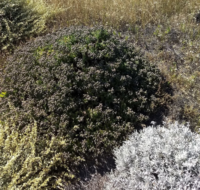 Phacelia phyllomanica photo 4