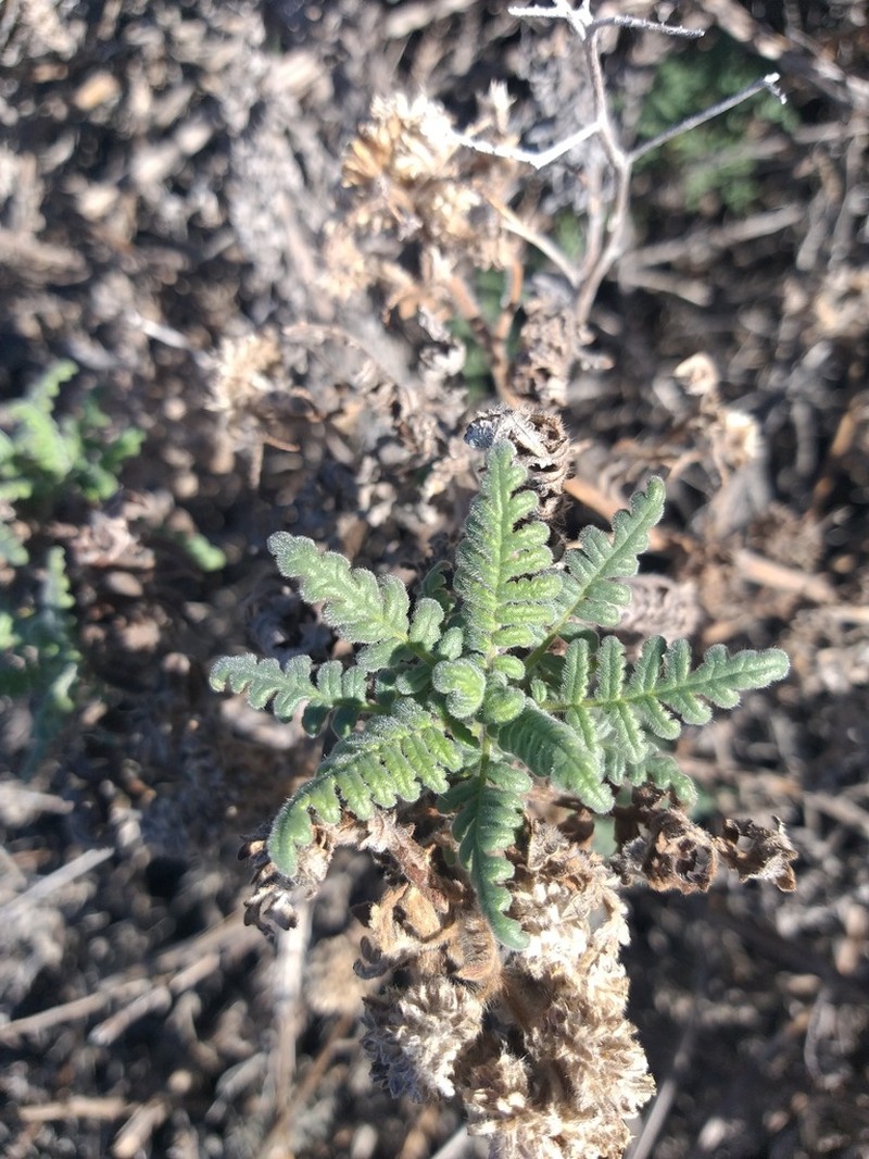 Phacelia phyllomanica photo 5