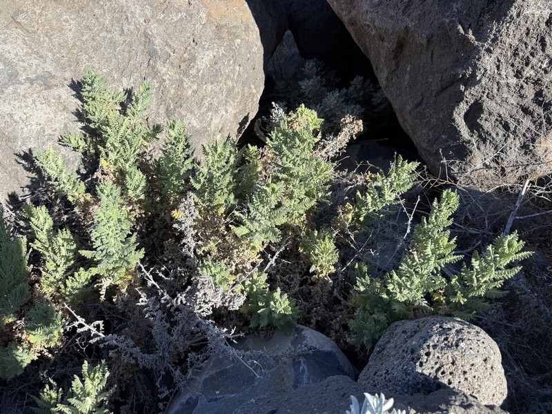 Phacelia phyllomanica photo 6