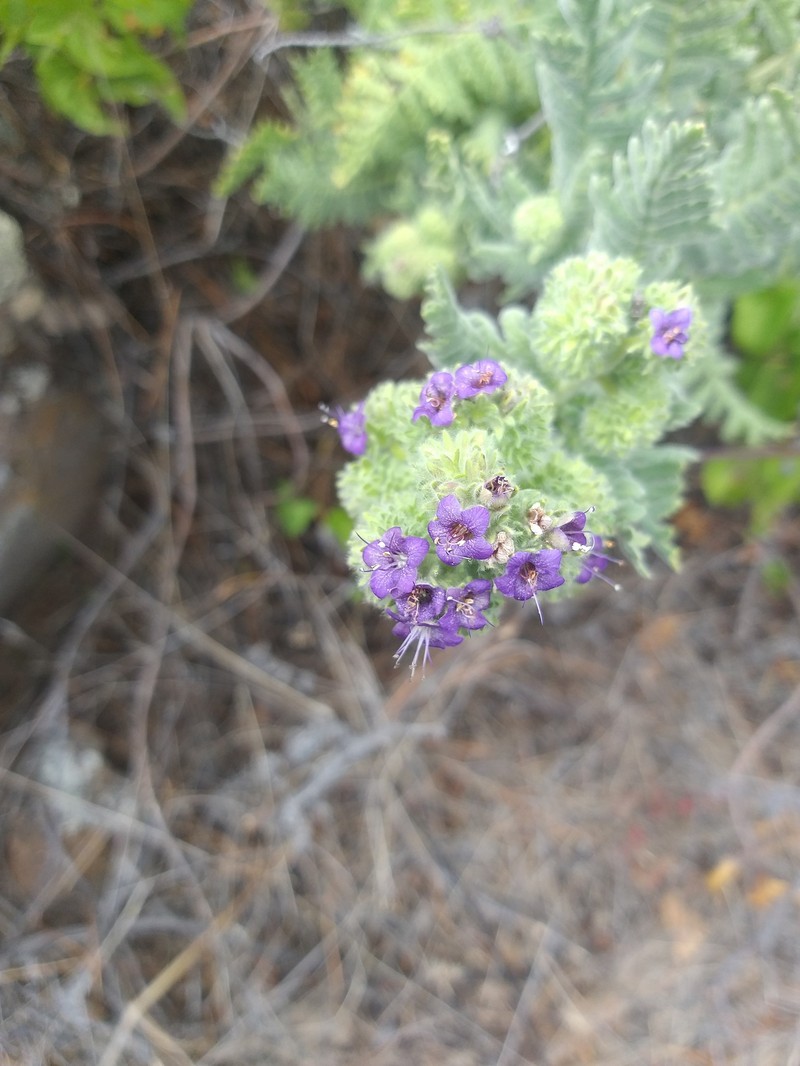 Phacelia phyllomanica photo 8