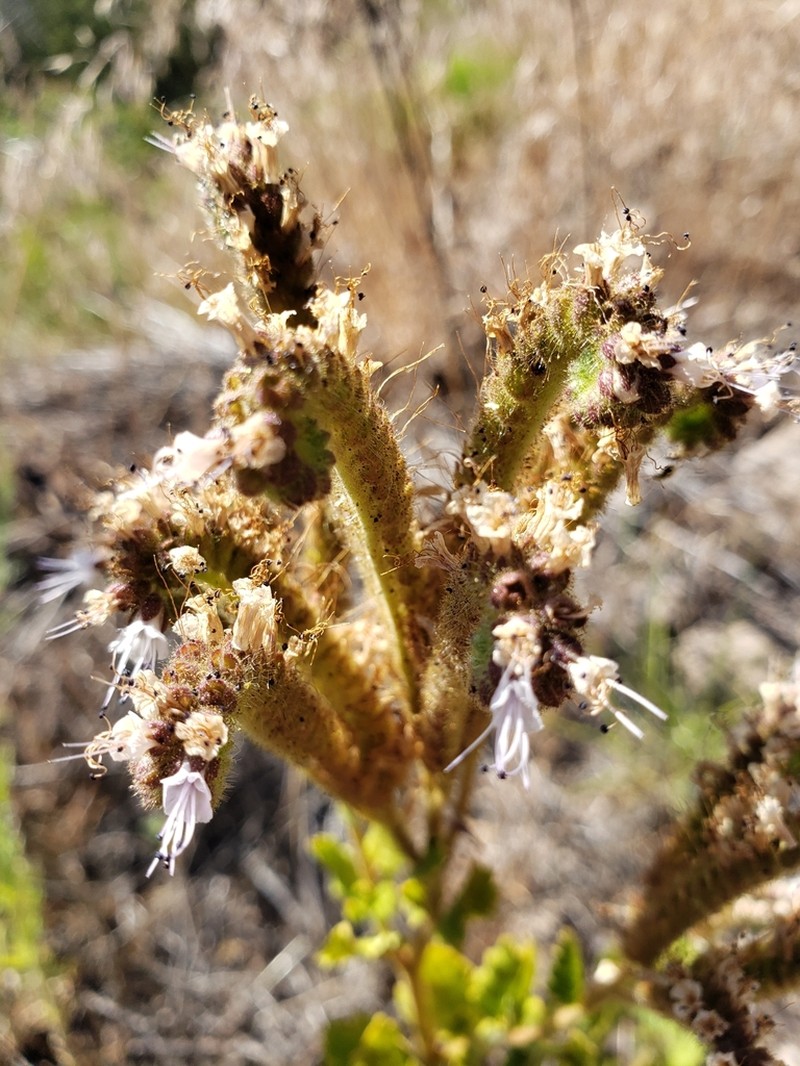Pinkava's Phacelia