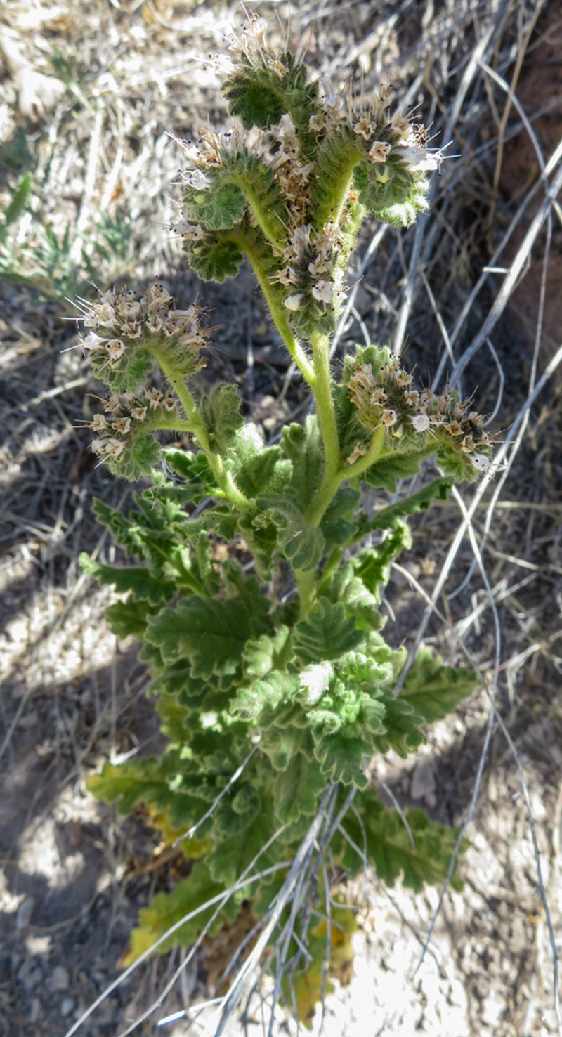 Pinkava's Phacelia photo 2