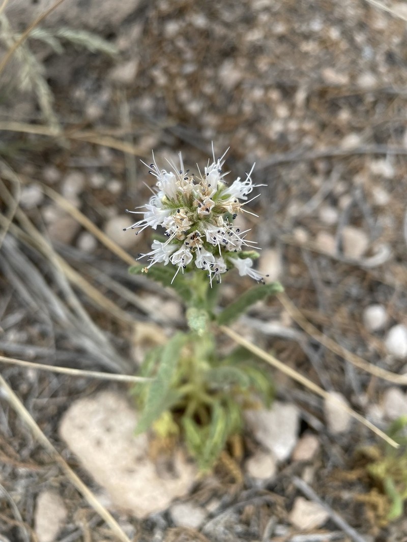 Pinkava's Phacelia photo 3