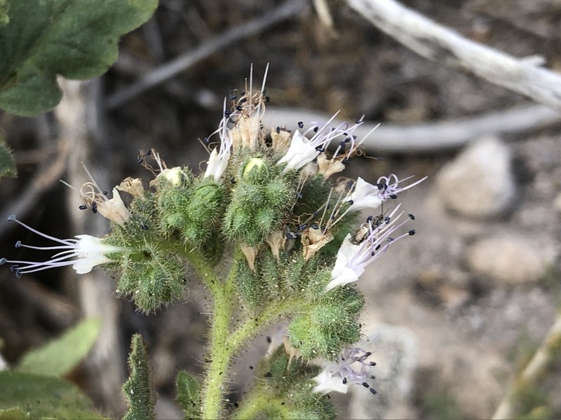 Pinkava's Phacelia photo 4
