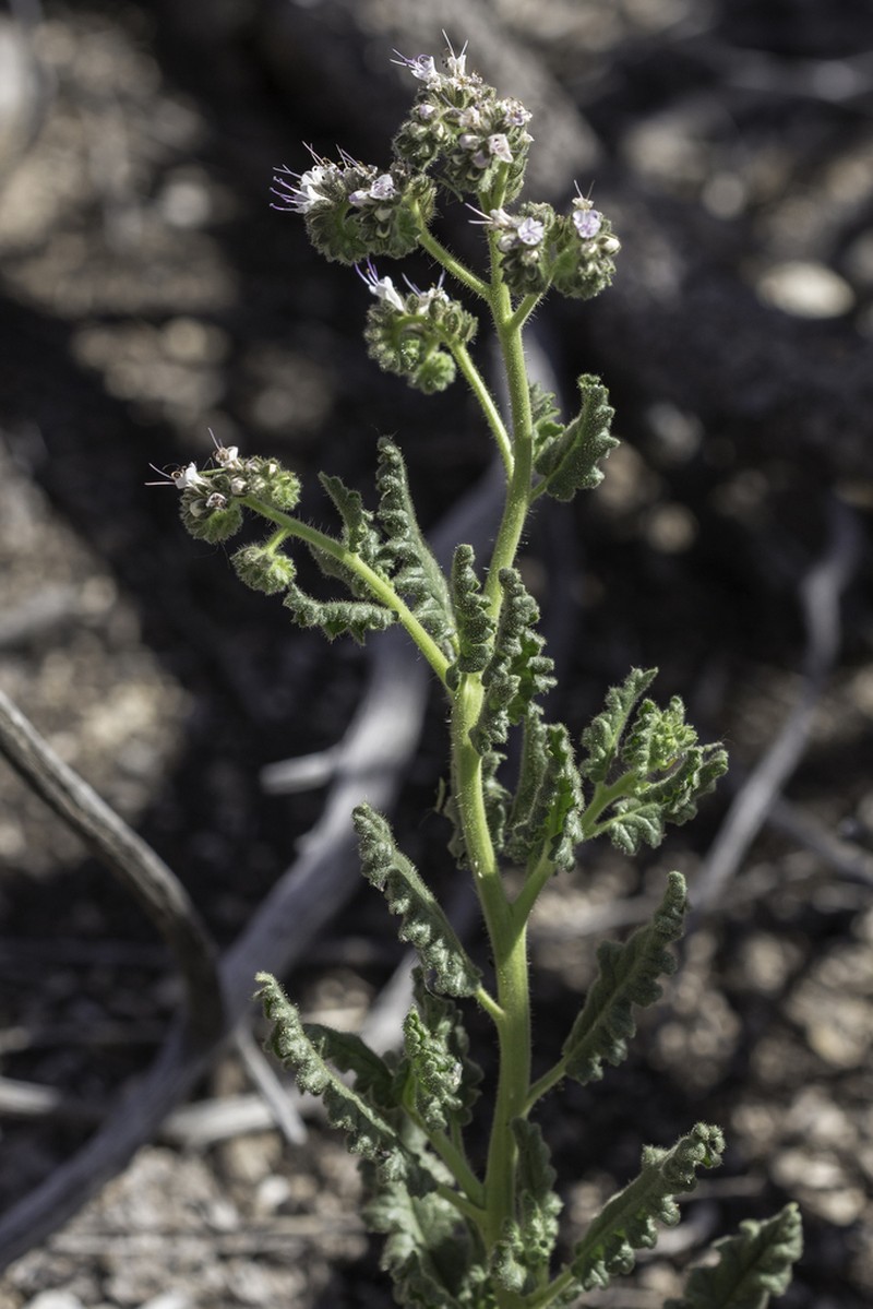 Pinkava's Phacelia photo 5