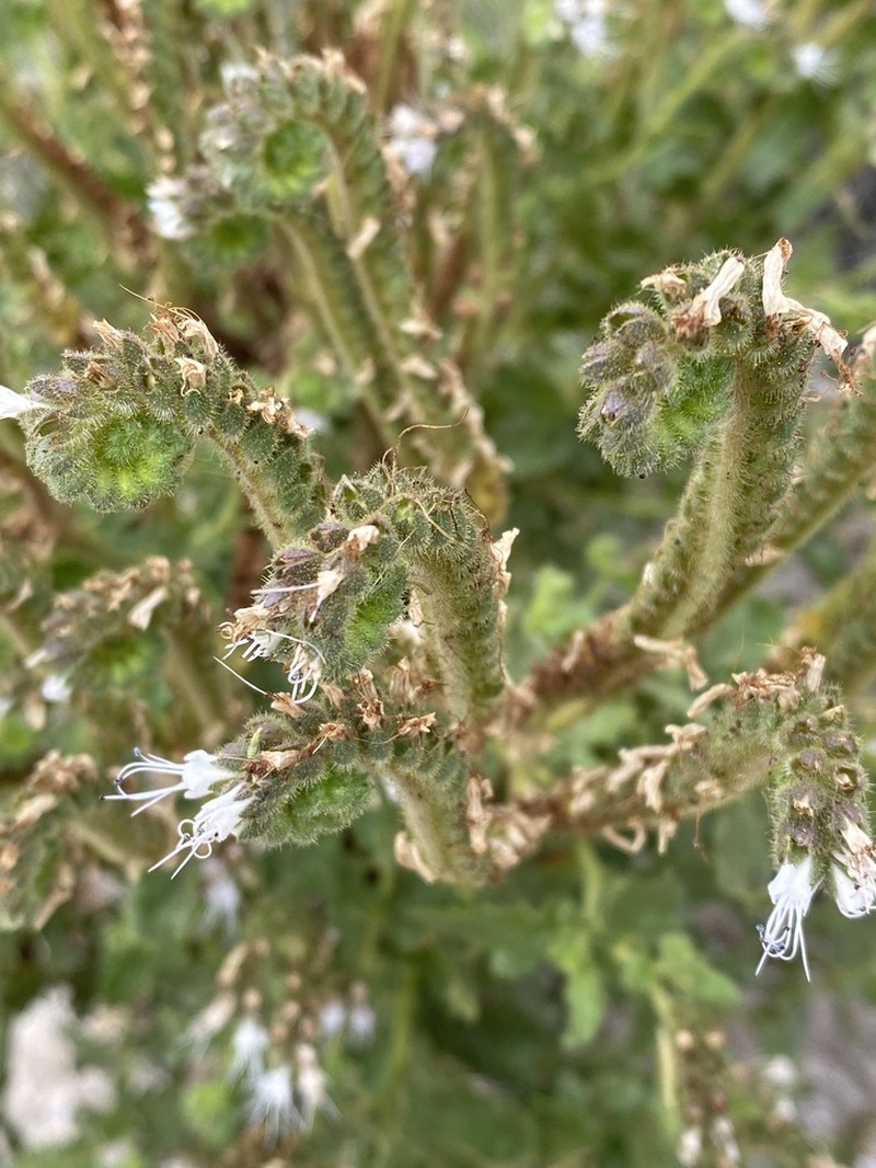Pinkava's Phacelia photo 6