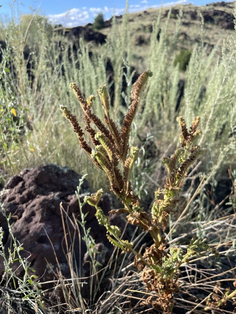 Pinkava's Phacelia photo 7