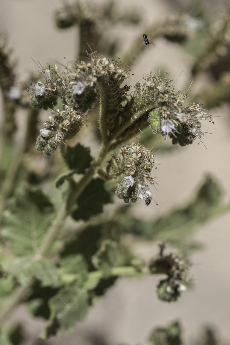 Pinkava's Phacelia photo 8