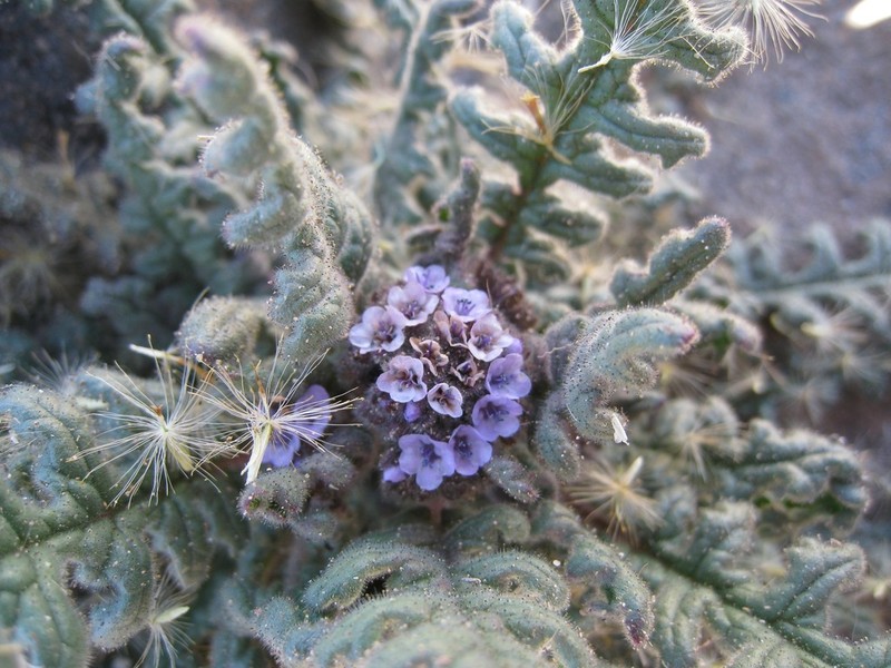 Phacelia pinnatifida photo 2