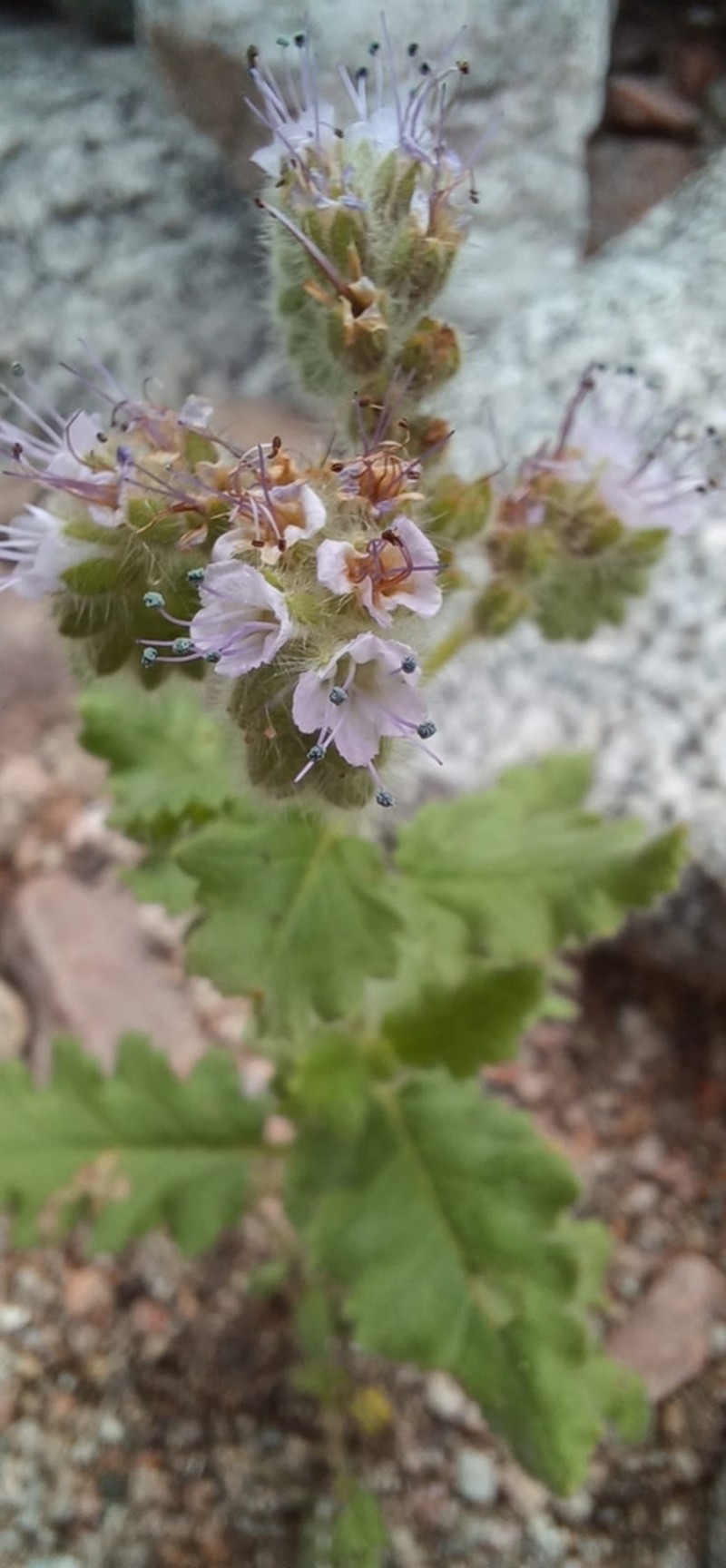 Phacelia pinnatifida photo 3