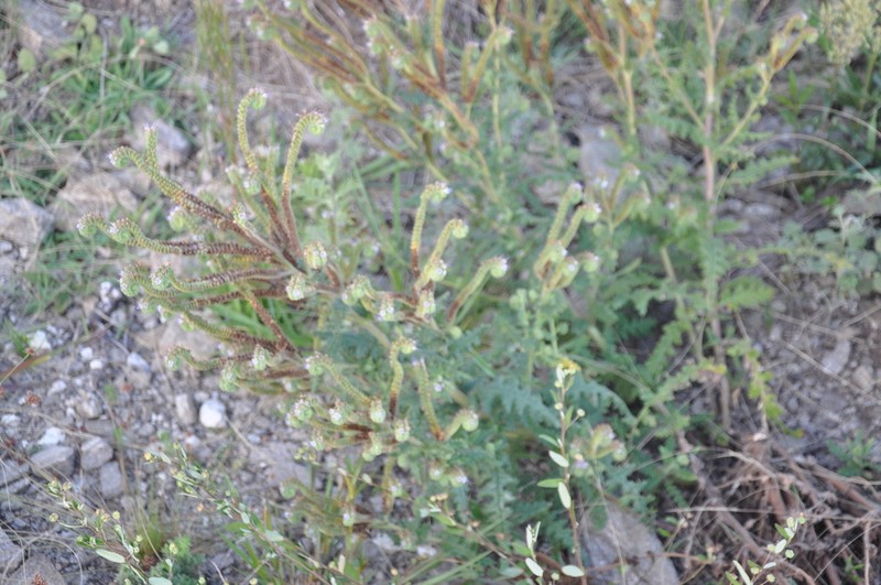 Phacelia pinnatifida photo 4
