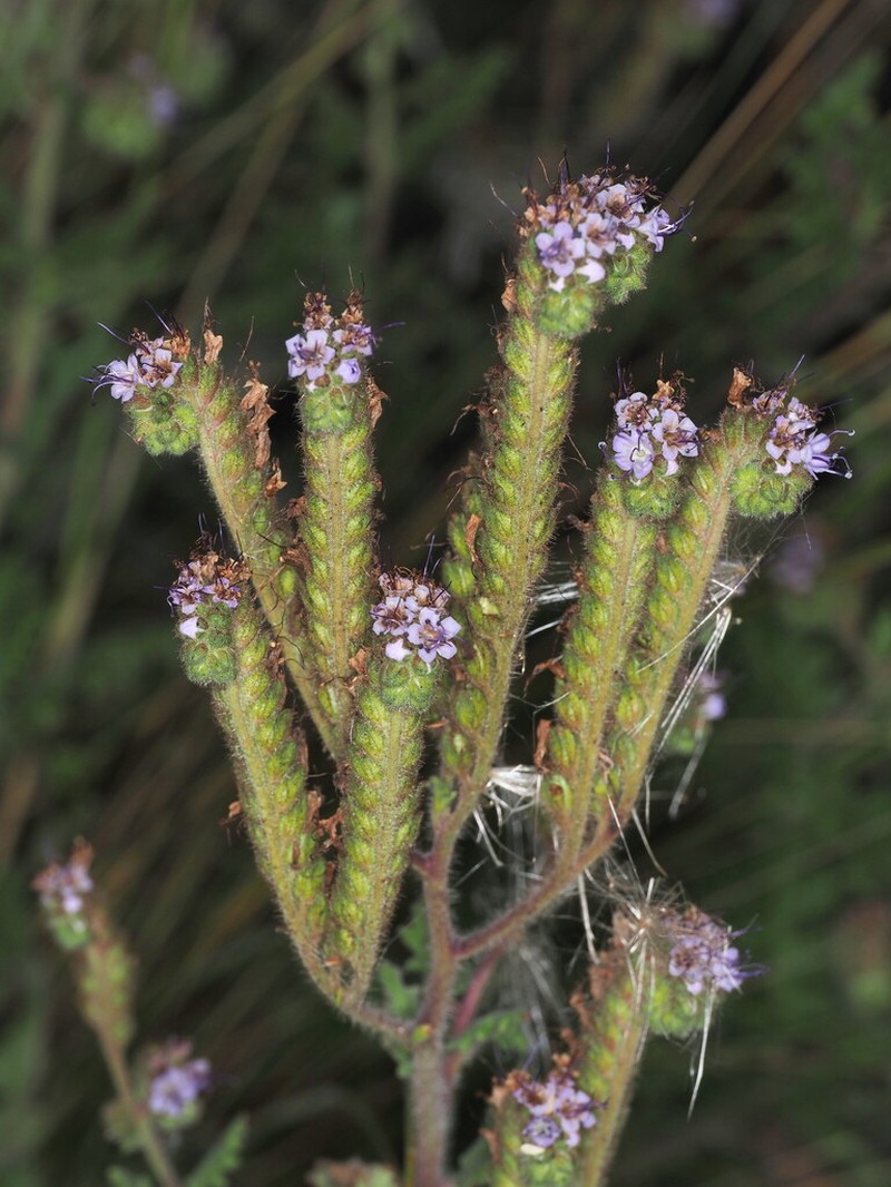 Phacelia pinnatifida photo 5