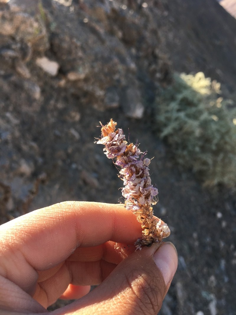 Phacelia pinnatifida photo 6