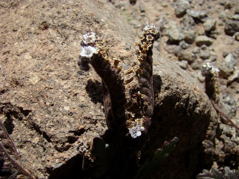 Phacelia pinnatifida photo 7