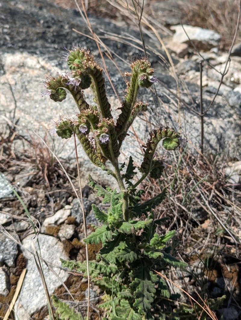 Phacelia pinnatifida photo 8