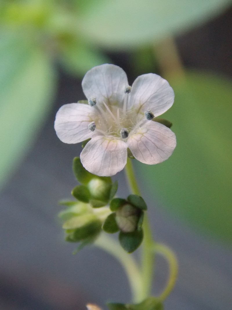 Phacelia platycarpa