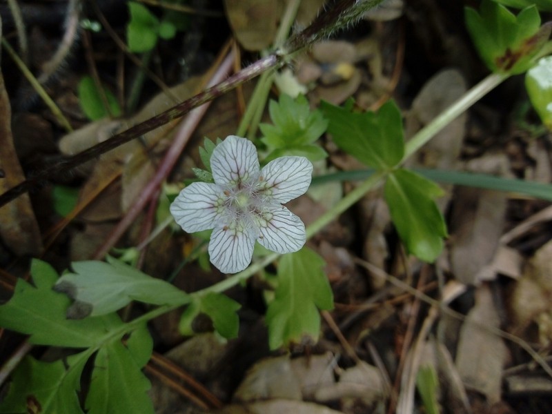 Phacelia platycarpa photo 2