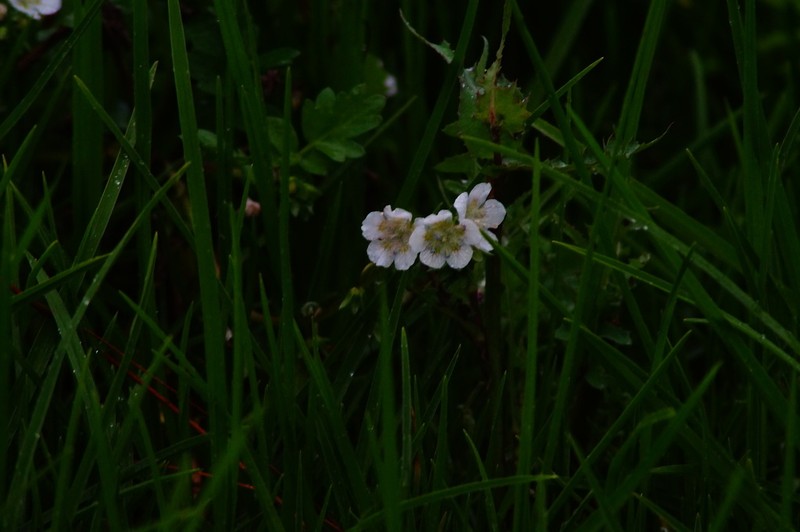 Phacelia platycarpa photo 3