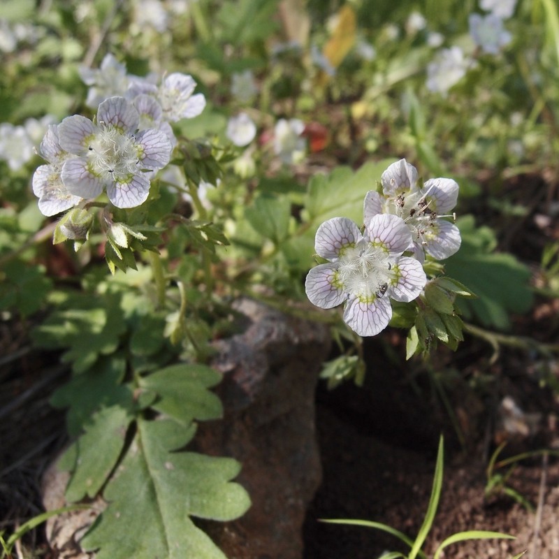 Phacelia platycarpa photo 4
