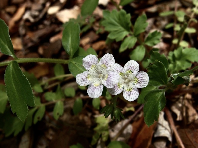Phacelia platycarpa photo 5