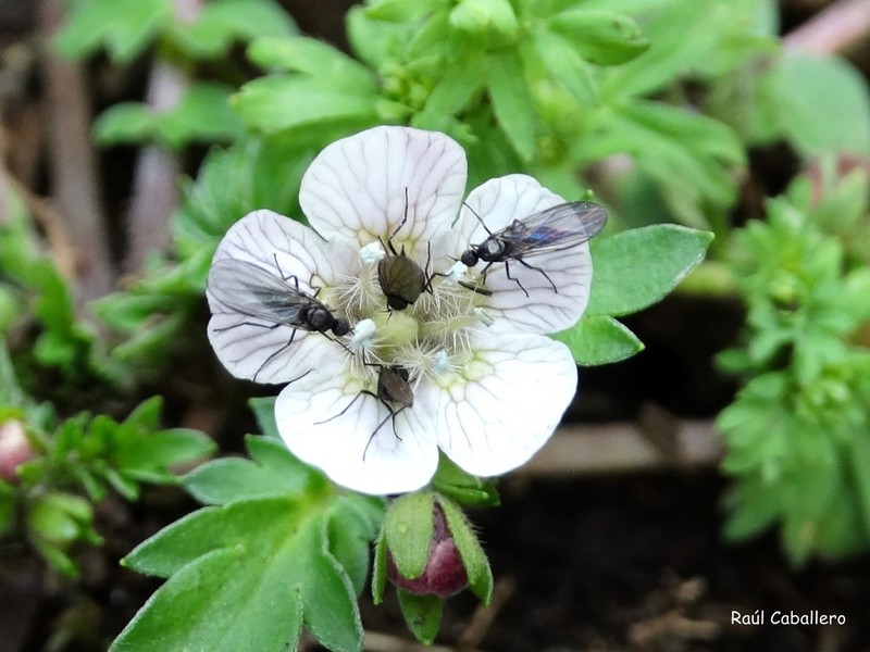 Phacelia platycarpa photo 6