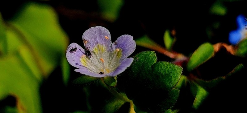Phacelia platycarpa photo 7