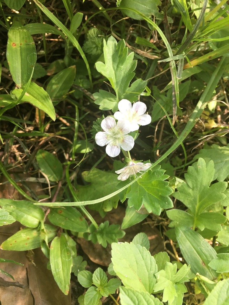Phacelia platycarpa photo 8