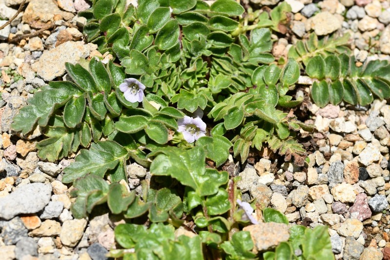 Phacelia platycarpa var. bursifolia