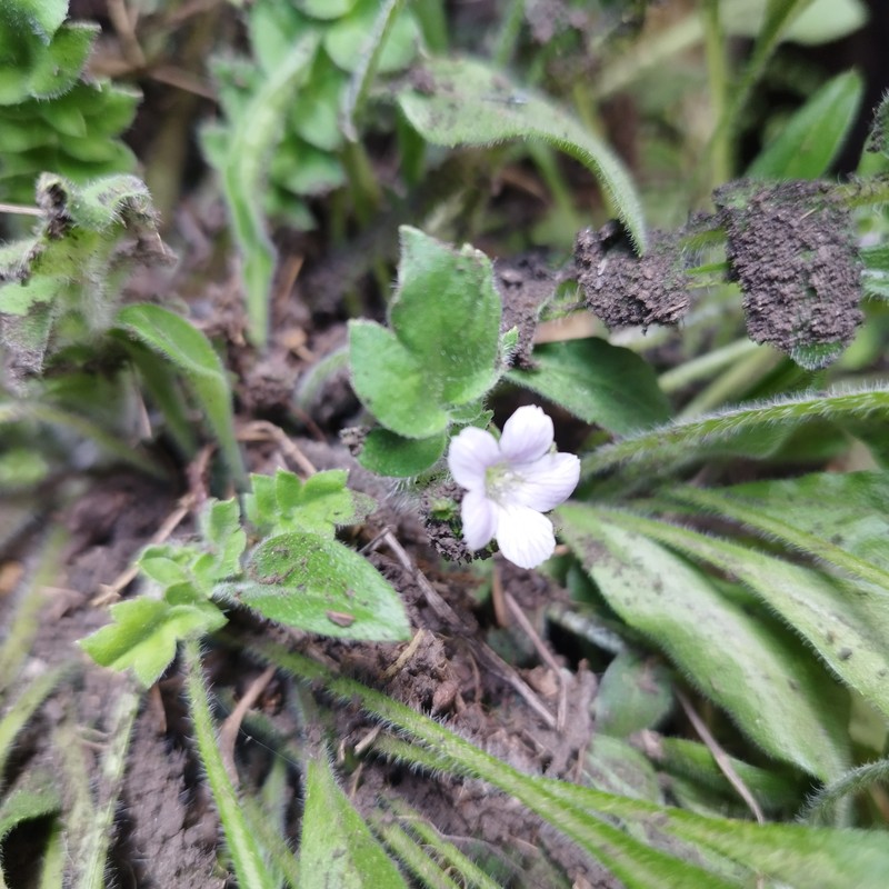Phacelia platycarpa var. bursifolia photo 2