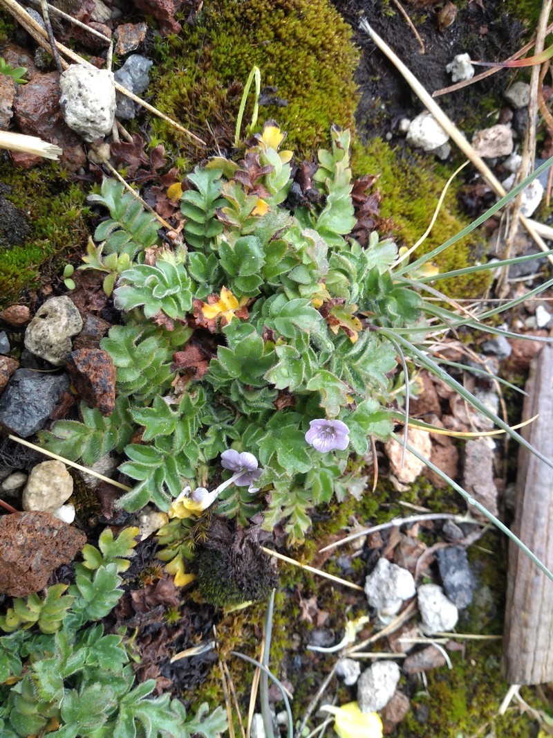 Phacelia platycarpa var. bursifolia photo 3