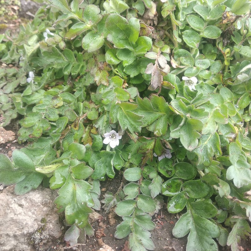 Phacelia platycarpa var. bursifolia photo 4