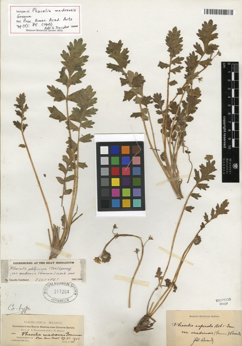 Phacelia platycarpa var. madrensis