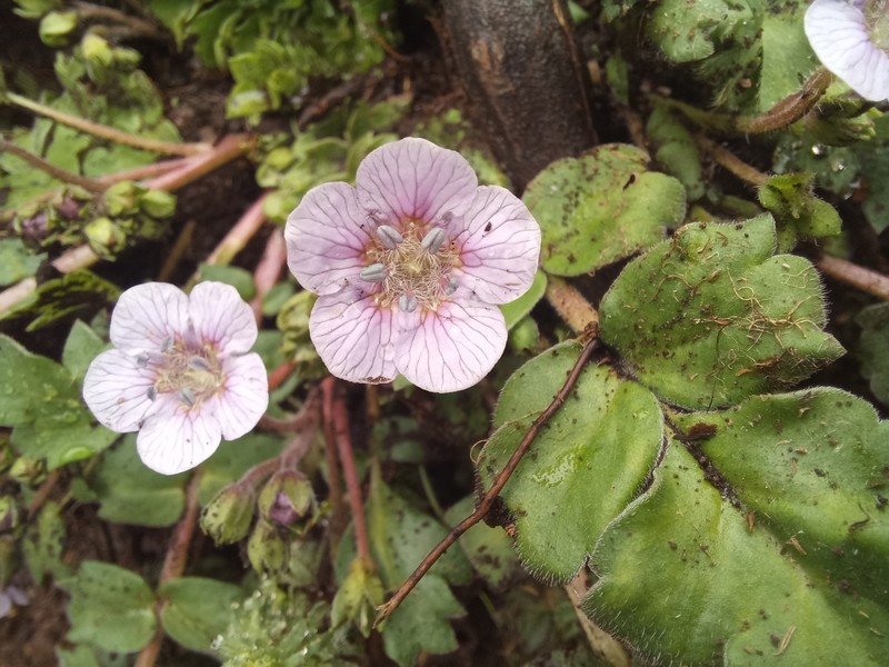 Phacelia platycarpa var. platycarpa