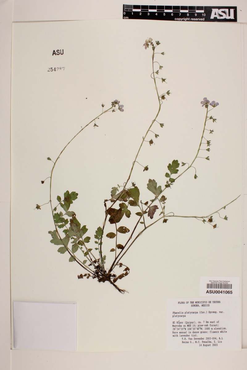 Phacelia platycarpa var. platycarpa photo 2