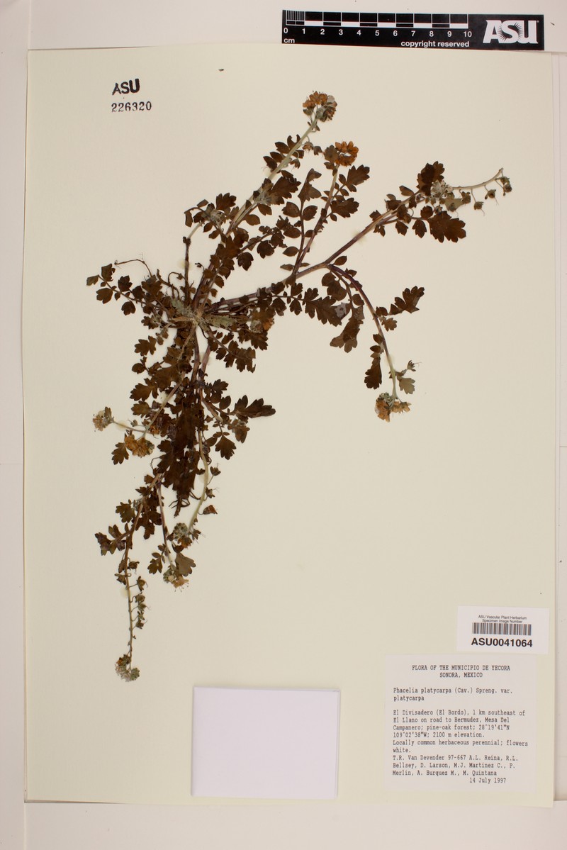 Phacelia platycarpa var. platycarpa photo 3