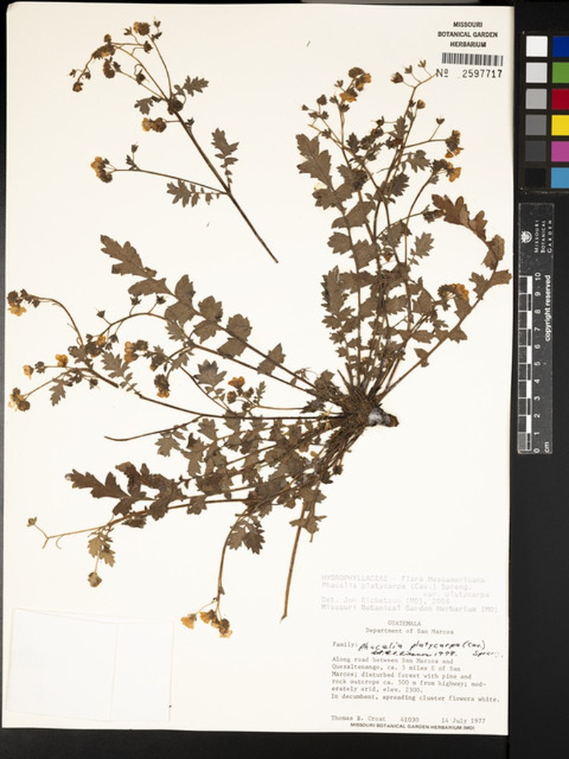 Phacelia platycarpa var. platycarpa photo 4