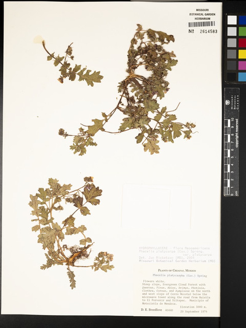 Phacelia platycarpa var. platycarpa photo 5