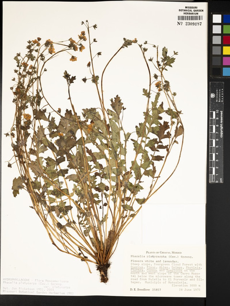 Phacelia platycarpa var. platycarpa photo 6