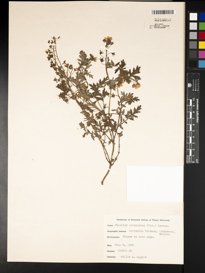 Phacelia platycarpa var. platycarpa photo 8
