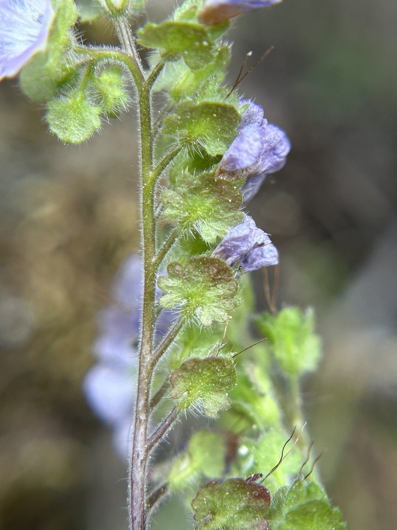 Broadlobe Phacelia