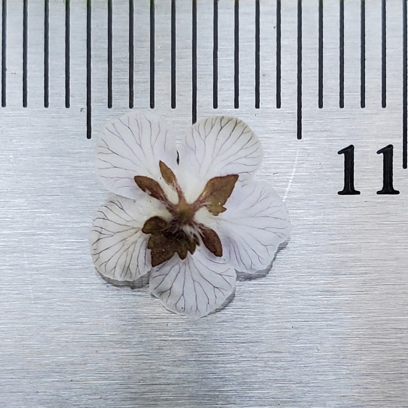 Broadlobe Phacelia photo 2