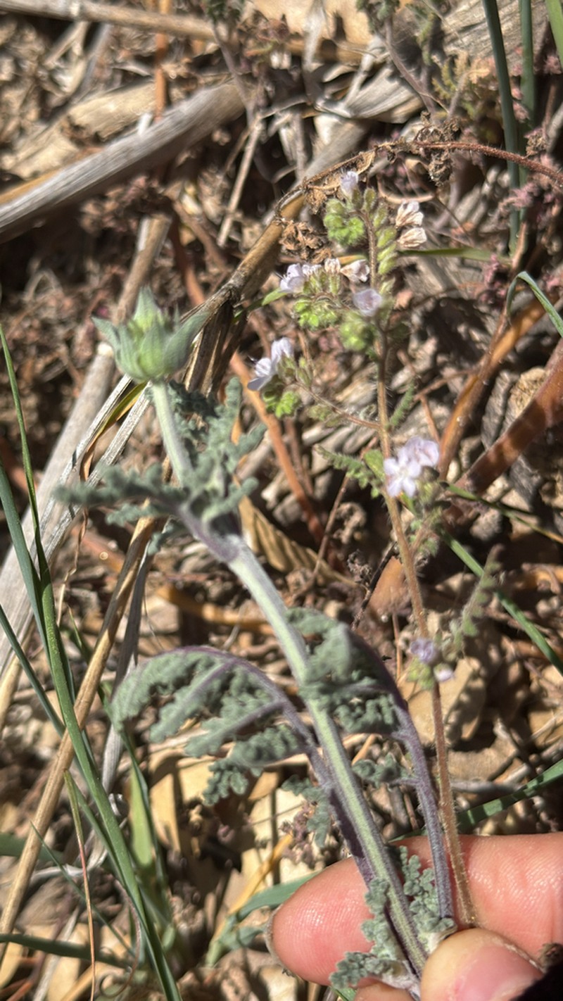 Broadlobe Phacelia photo 3