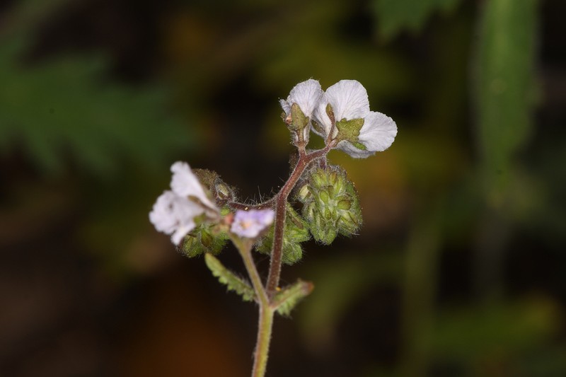 Broadlobe Phacelia photo 4